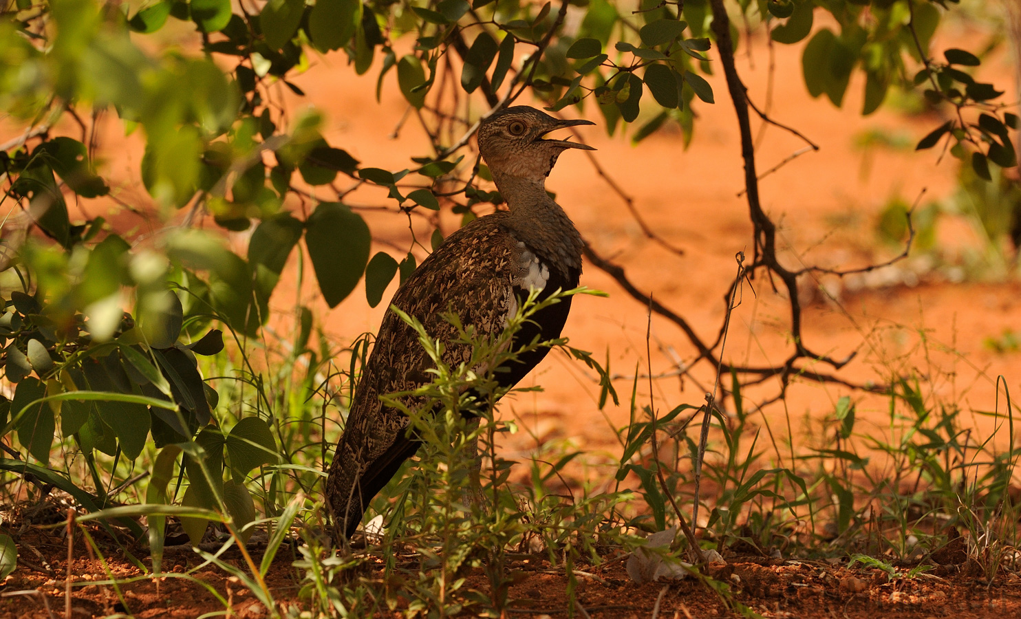 Lophotis ruficrista [310 mm, 1/1250 sec at f / 10, ISO 1000]